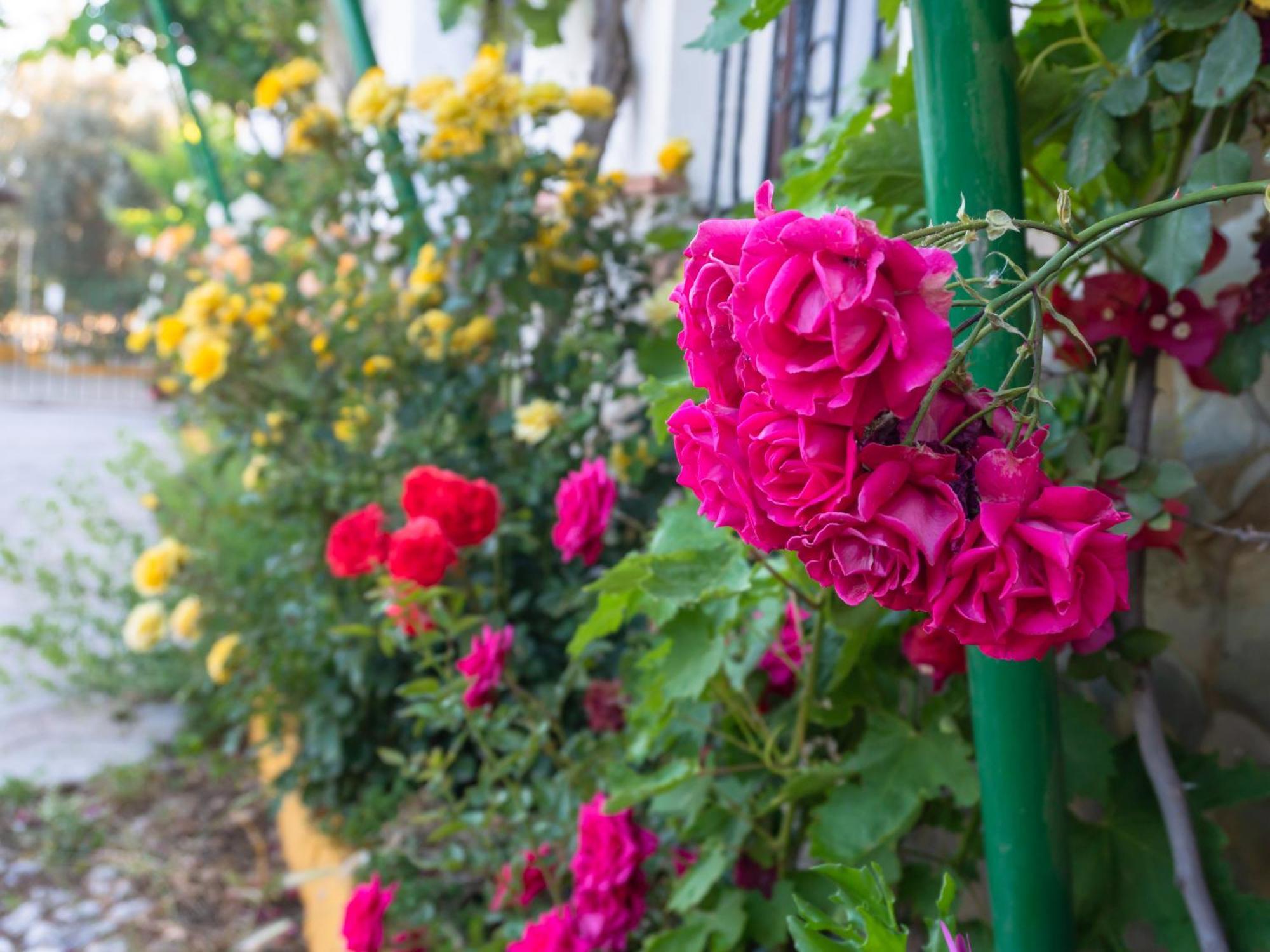 Casa Rural Huerta La Lapa Canete la Real ภายนอก รูปภาพ